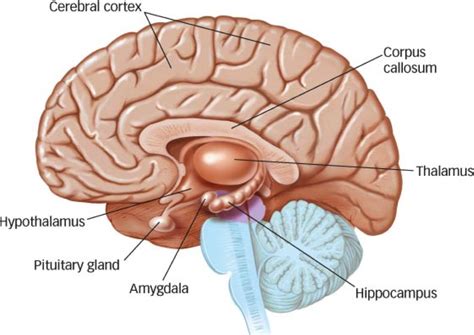 HBS: Internal Brain Structures Diagram | Quizlet