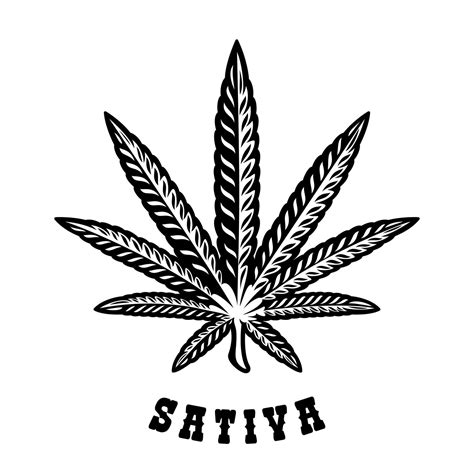 Vector illustration of a cannabis leaf Sativa on the white background ...