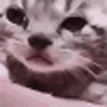 Crying Cat Gif GIFs | Tenor