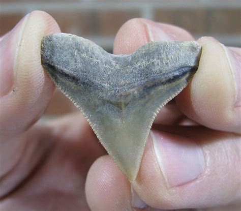 Arg! I thought IDing shark teeth would be easier than this! - Fossil ID ...