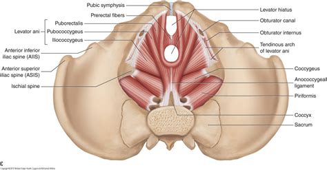 Pelvic floor muscles - Female - Learn Muscles