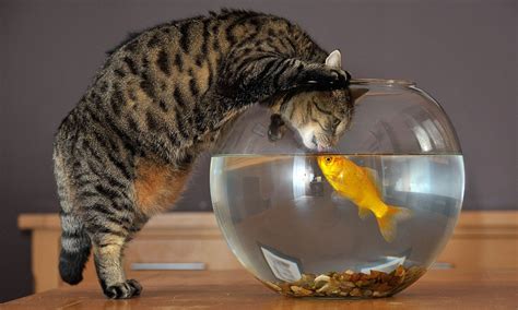 Give us a kiss, you just bowl me over! Cat makes friends with goldfish ...