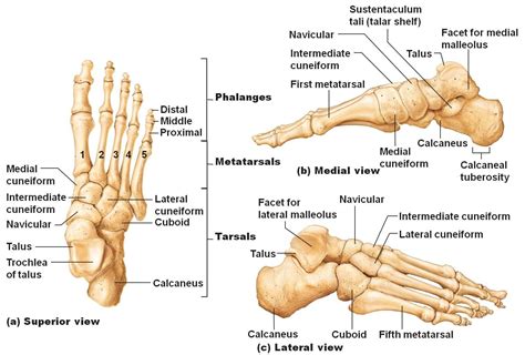 Lisfranc Injuries – Core EM