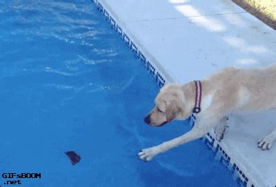 Dog Fail GIFs - Get the best GIF on GIPHY