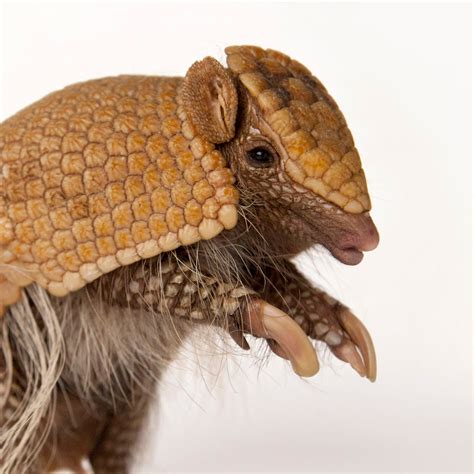 Armadillo