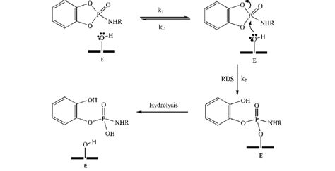 Proposed inhibition mechanism of AChE by the prepared... | Download ...