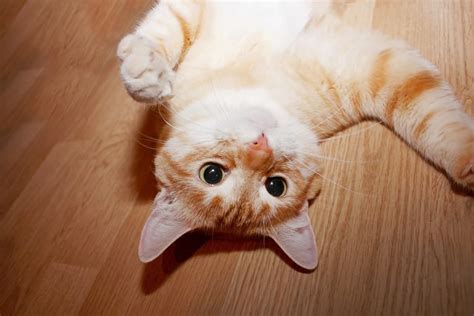 Why Does My Cat Look At Me Upside Down – 10 Unique Reasons – FAQcats.com