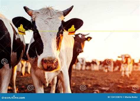 Cows Grazing on Farm Yard at Sunset. White and Black and Brown Cattle ...