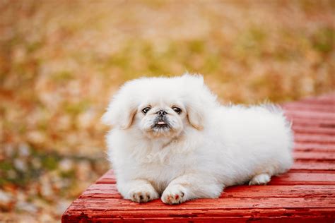 Top 11 Pekingese Breeders In The US