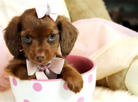 ♥♥♥ Adorable Mini Dachshunds! ♥♥♥ Bring This Perfect Baby Home Today ...