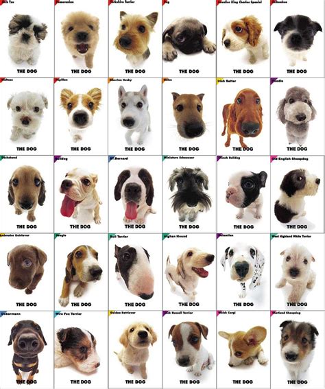 Dog Breeds - Dog Training Home | Dog Types