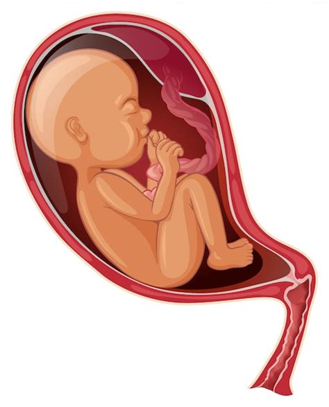 Baby inside woman womb Vector | Free Download