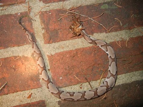 Copperhead bites my dog and not me while in the chicken pen. (Pictures ...