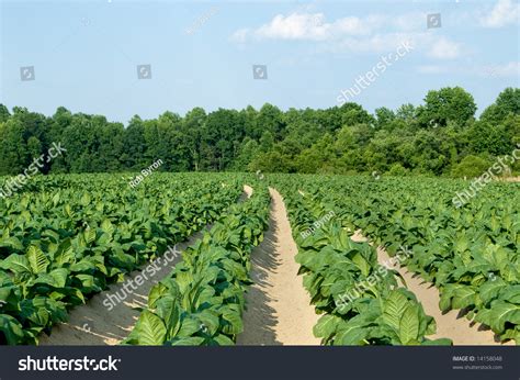 Tobacco Field Stock Photo 14158048 - Shutterstock