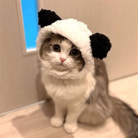 Panda Cat Costume – Petites Paws