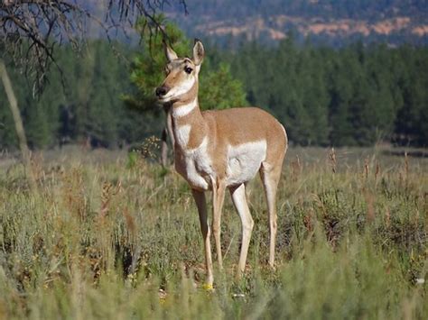 Bryce Canyon wildlife | Pronghorn (antelope) | Betsy McCully | Flickr