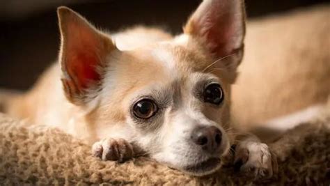 Health Problems in Chihuahuas | Purina