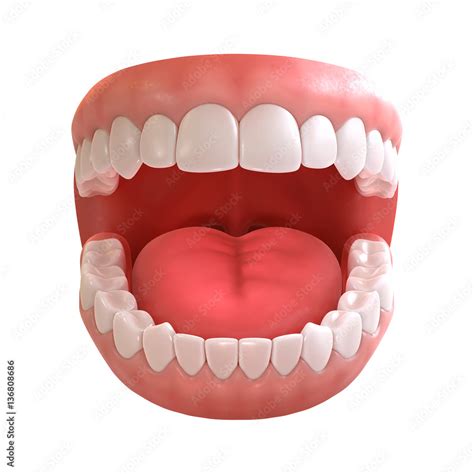 3d rendering of human teeth, open mouth on white background Stock ...