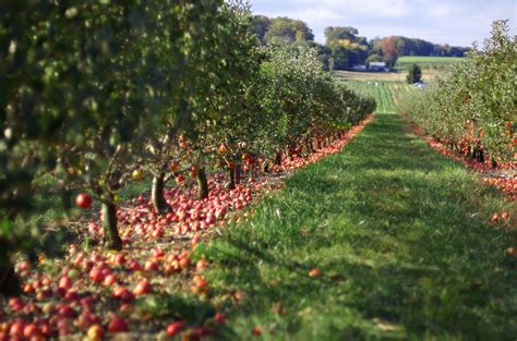 Apple Orchard Photograph by Jeff Kubina via Flickr