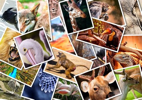 Different animals collage stock image. Image of captured - 27168113