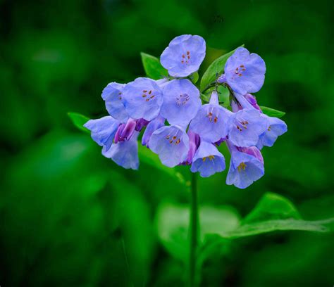 Virginia Bluebells Plant: How to Grow and Care for Virginia Bluebells