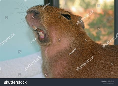 Capybara Showing His Teeth While Yawning Stock Photo 1704267166 ...