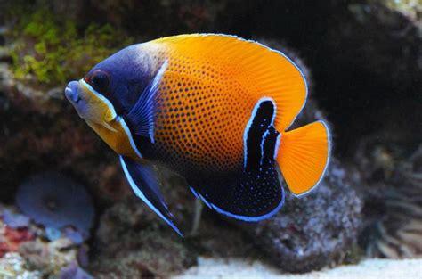 PomacanthusNavarchus | Beautiful sea creatures, Marine fish, Ocean ...