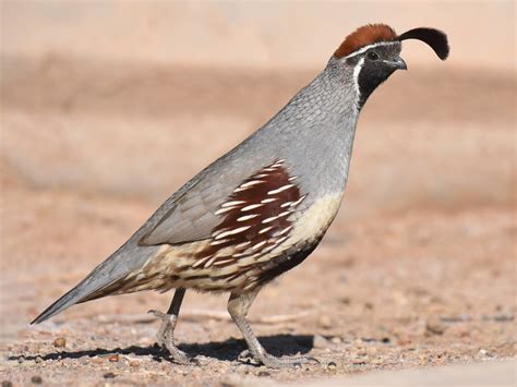 24 Birds That Look Like Chickens - Sonoma Birding