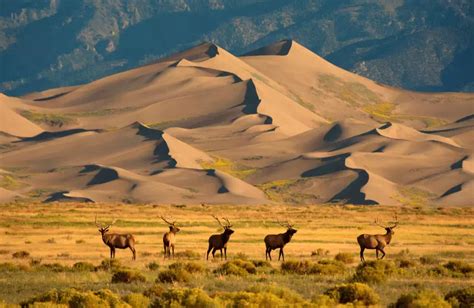 A Guide to Great Sand Dunes National Park, Colorado