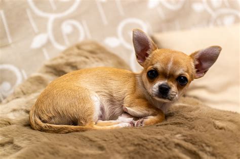 What Is The Smallest Dog Species - 4K Wallpapers Review