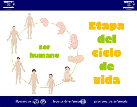 ETAPA DE CICLO DE VIDA DEL SER HUMANO | Enfermería | Vida | uDocz