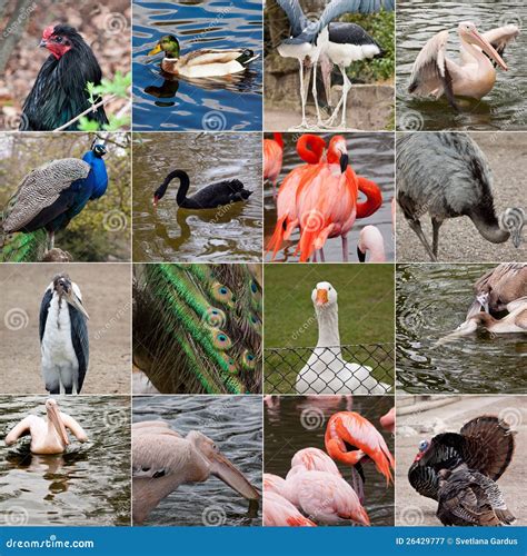 Collage of birds stock image. Image of tranquil, tropical - 26429777