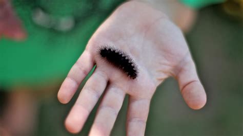 Are black fuzzy caterpillars poisonous? | Black fuzzy caterpillar ...