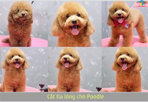 +15 kiểu cắt tỉa lông chó Poodle - Dịch vụ chăm sóc thú cưng Dogs Mom