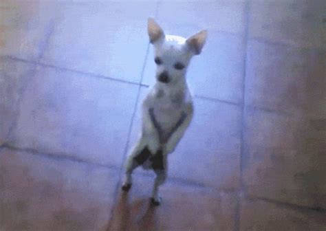 Dancing Puppy GIFs | Tenor