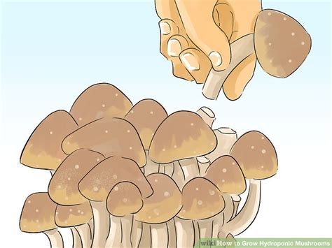 How to Grow Hydroponic Mushrooms: 14 Steps (with Pictures)