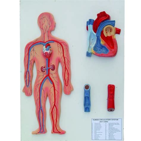 Human Circulatory System Model – Medilab Exports Consortium