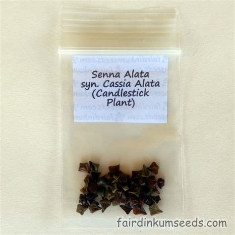 Candlestick Plant Senna Alata Cassia Seeds | Fair Dinkum Seeds