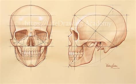 How to Draw a Skull - Life Drawing Academy