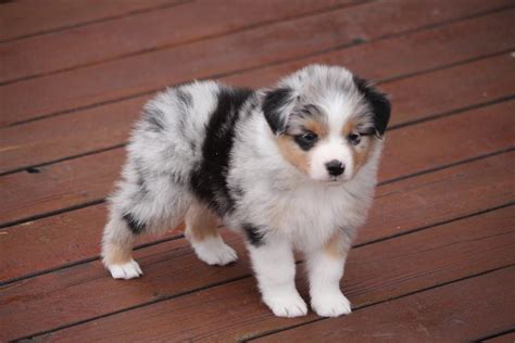 [7+] Australian Shepherd Puppies To Sale At Kingston | [+] MANTIS TILLER