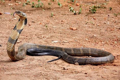 Black Mamba vs King Cobra: What’s the Difference? - IMP WORLD