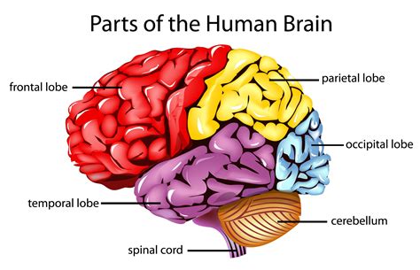 Human Brain Diagram Labeled - Viewing Gallery