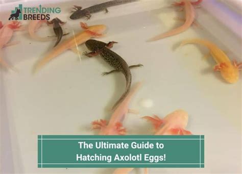 The Ultimate Guide to Hatching Axolotl Eggs! (2023)