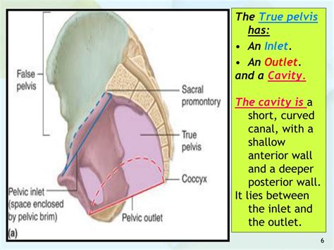 PPT - ANATOMY OF THE PELVIS PowerPoint Presentation, free download - ID ...