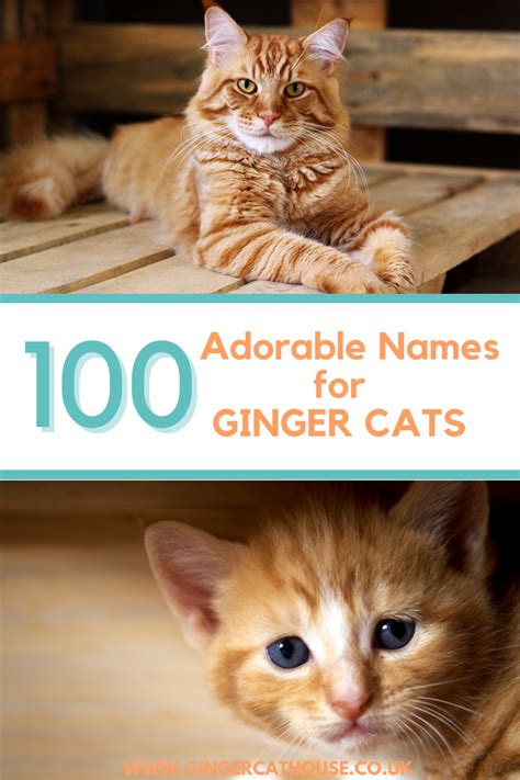 100 Adorable Ginger Cat Names | Ginger cat names, Ginger cats, Cat names