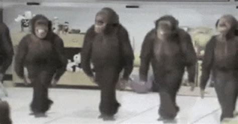 Dancing Monkeys GIF - Dancing Monkeys Chimpanzee - Discover & Share GIFs