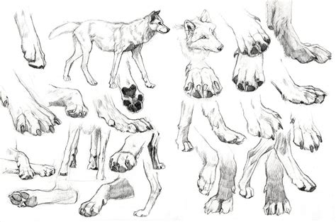 Paws frenzy by wolf-minori | Disegnare animali, Animali acquerello ...