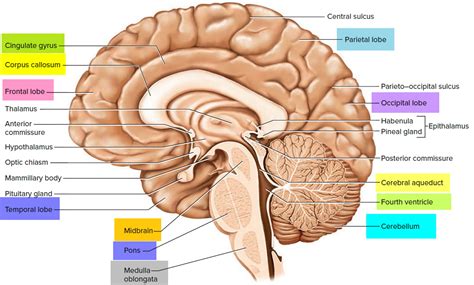 Central nervous system (Brain) - Overall Science