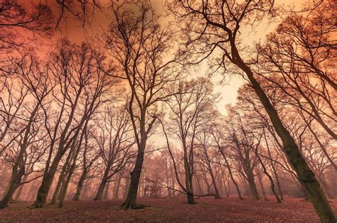 Premium Photo | Misty forest in autumn