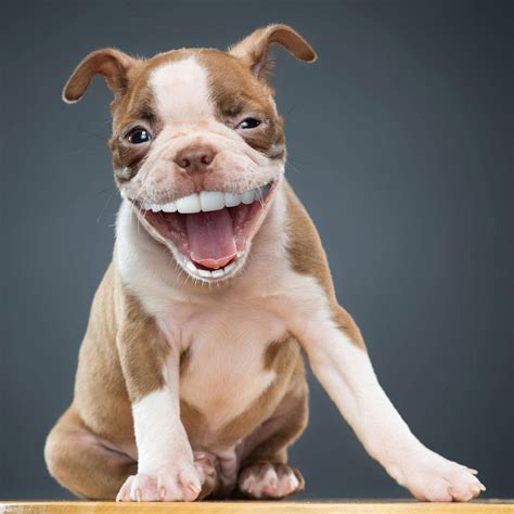 PsBattle: this puppy with big smile! : r/photoshopbattles